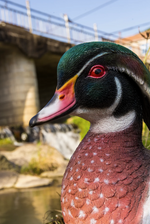Load image into Gallery viewer, Wood Duck Statue - Muskoka Fire Pits
