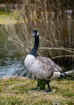 Load image into Gallery viewer, Standing Canada Goose Statue - Muskoka Fire Pits
