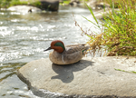 Load image into Gallery viewer, Small Mallard Statue (green wing) - Muskoka Fire Pits
