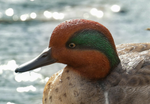 Load image into Gallery viewer, Small Mallard Statue (green wing) - Muskoka Fire Pits
