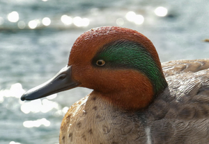 Small Mallard Statue (green wing) - Muskoka Fire Pits