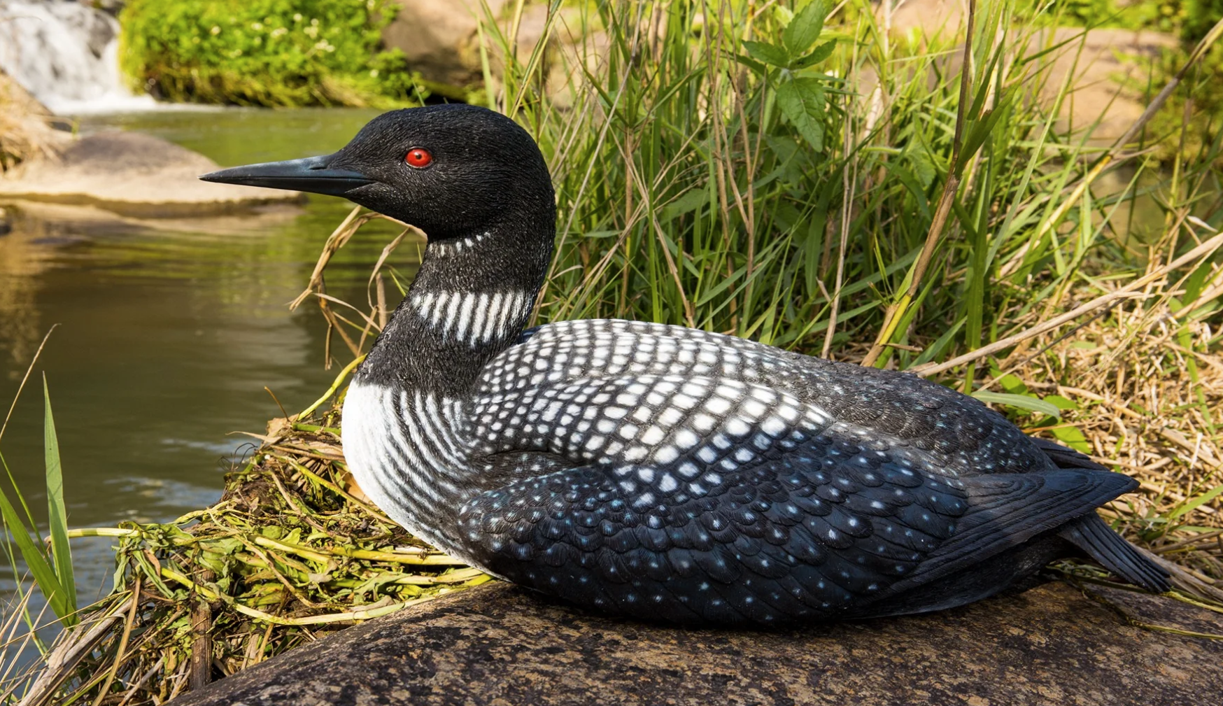Sitting Loon Statue - Muskoka Fire Pits