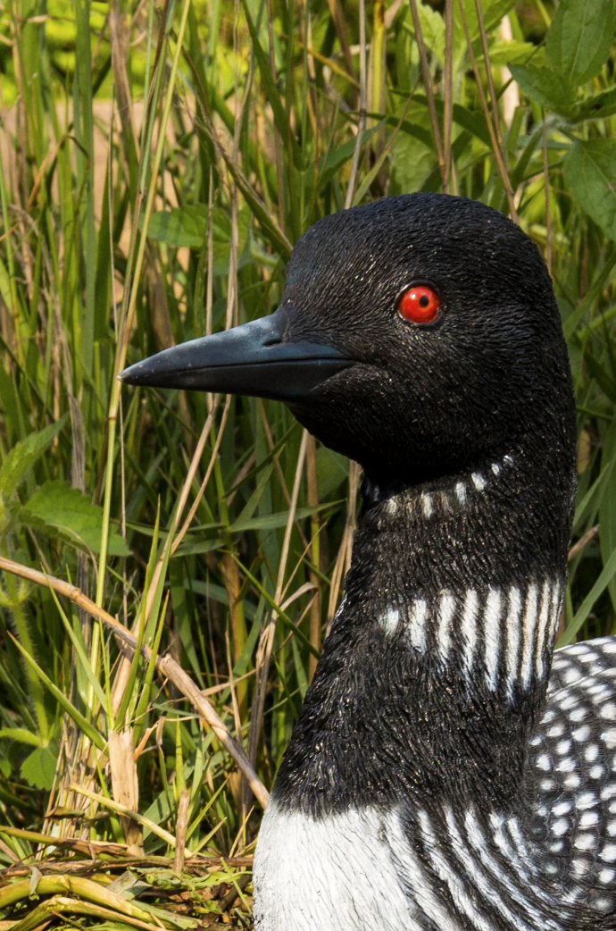 Sitting Loon Statue - Muskoka Fire Pits