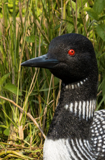 Load image into Gallery viewer, Sitting Loon Statue - Muskoka Fire Pits
