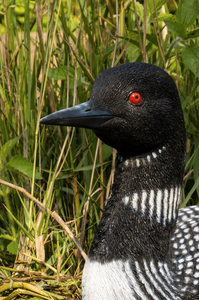 Sitting Loon Statue - Muskoka Fire Pits