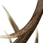 Load image into Gallery viewer, Elk 12 Antler Chandelier - Muskoka Fire Pits
